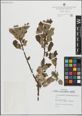 Foto von Salix myrsinifolia Salisb.